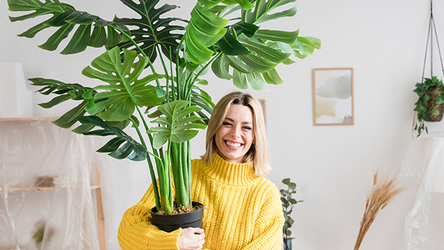 Dublin Home Plants Delivery