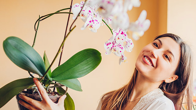 Delivery of Potted Orchids